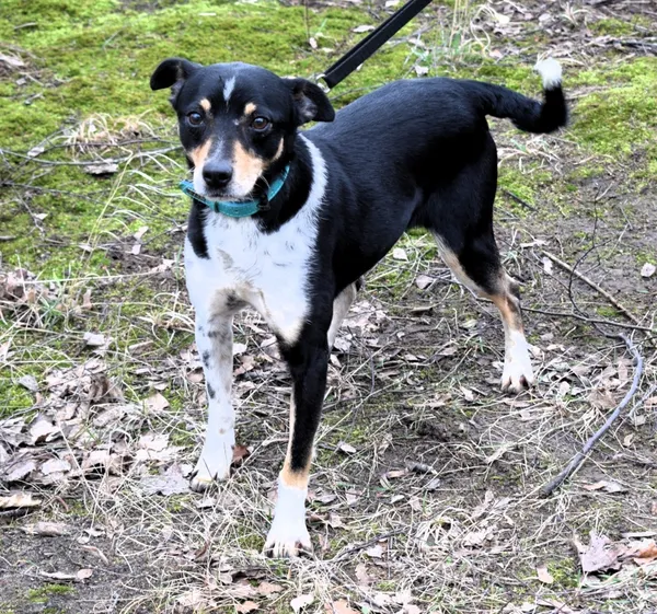 Znaleziono psa, Pieckowo, 16 stycznia 2025 (1/5)