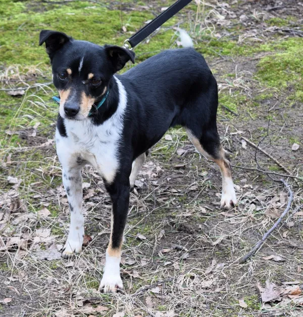 Znaleziono psa, Pieckowo, 16 stycznia 2025 (2/5)