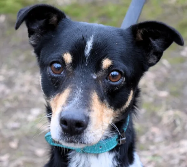 Znaleziono psa, Pieckowo, 16 stycznia 2025 (3/5)