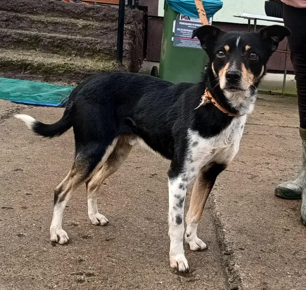 Znaleziono psa, Pieckowo, 16 stycznia 2025 (5/5)