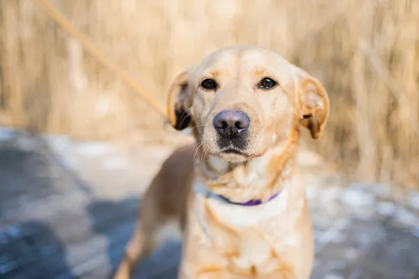 Znaleziono psa, Sosnowiec, 16 stycznia 2025 (1/5)