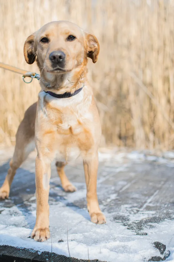 Znaleziono psa, Sosnowiec, 16 stycznia 2025 (2/5)