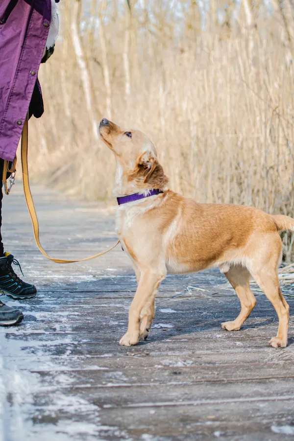 Znaleziono psa, Sosnowiec, 16 stycznia 2025 (3/5)