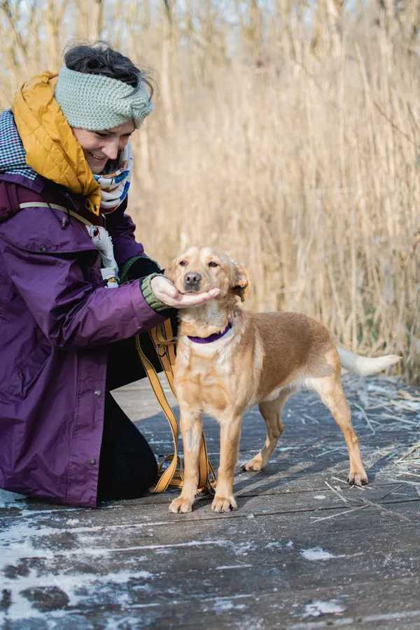 Znaleziono psa, Sosnowiec, 16 stycznia 2025 (4/5)