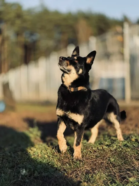 Pies do adopcji, Piła, 27 lipca 2020 (3/5)