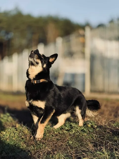 Pies do adopcji, Piła, 27 lipca 2020 (4/5)