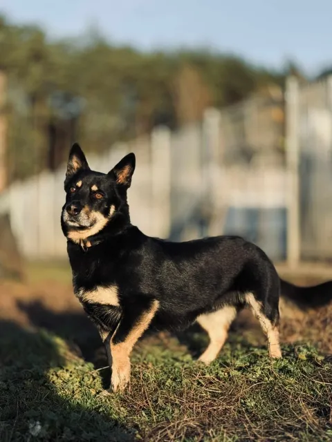 Pies do adopcji, Piła, 27 lipca 2020 (5/5)