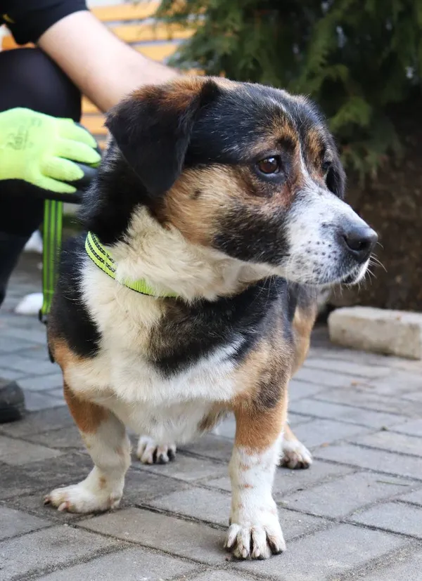 Znaleziono psa, Łódź, 19 stycznia 2025 (1/5)