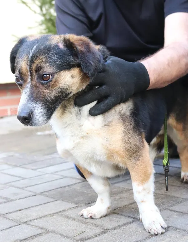 Znaleziono psa, Łódź, 19 stycznia 2025 (3/5)