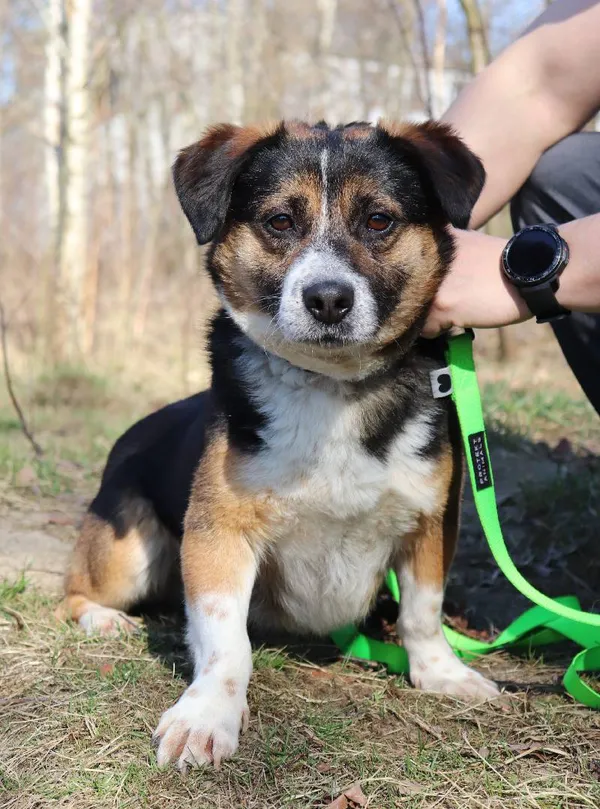 Znaleziono psa, Łódź, 19 stycznia 2025 (5/5)