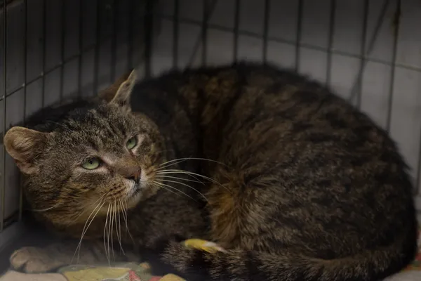 Znaleziono kota, Sosnowiec, 17 stycznia 2025 (2/5)