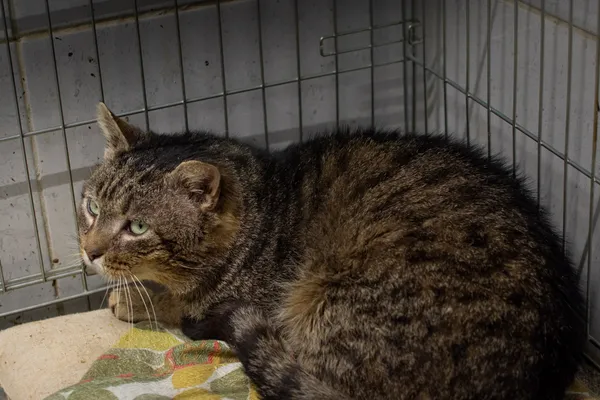 Znaleziono kota, Sosnowiec, 17 stycznia 2025 (4/5)