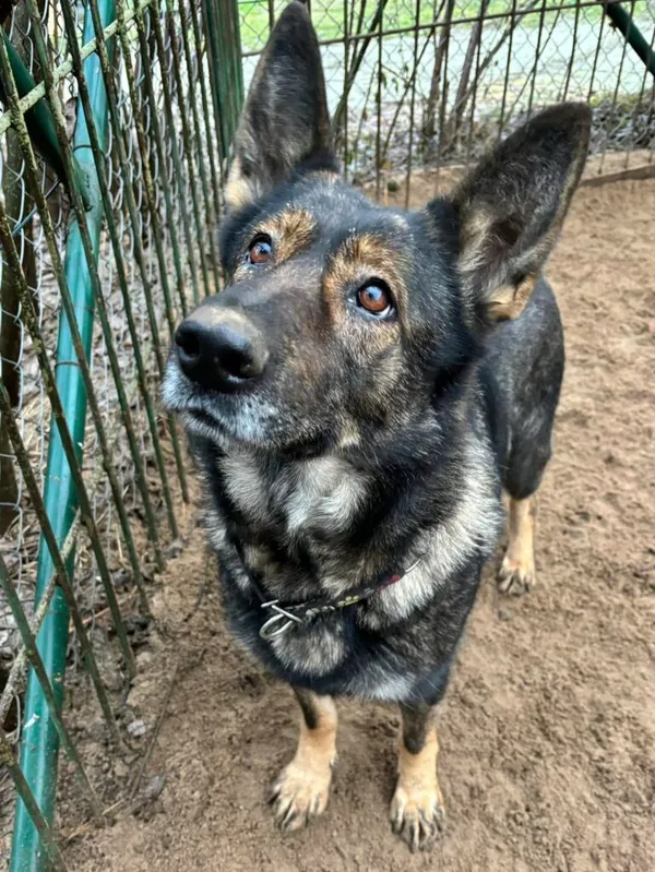 Pies do adopcji, Przyborówko, 17 listopada 2025 (2/5)