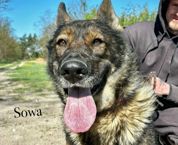 Pies do adopcji, Przyborówko, 17 listopada 2025 (4/5)