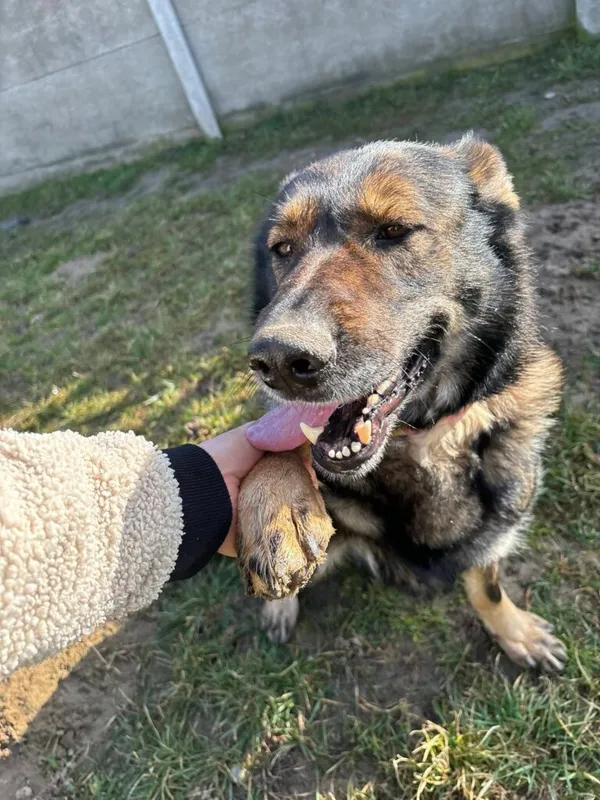 Pies do adopcji, Przyborówko, 17 listopada 2025 (5/5)