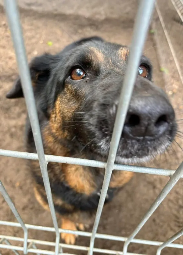 Pies do adopcji, Przyborówko, 13 lutego 2026 (1/5)