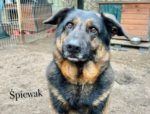 Pies do adopcji, Przyborówko, 13 lutego 2026 (5/5)