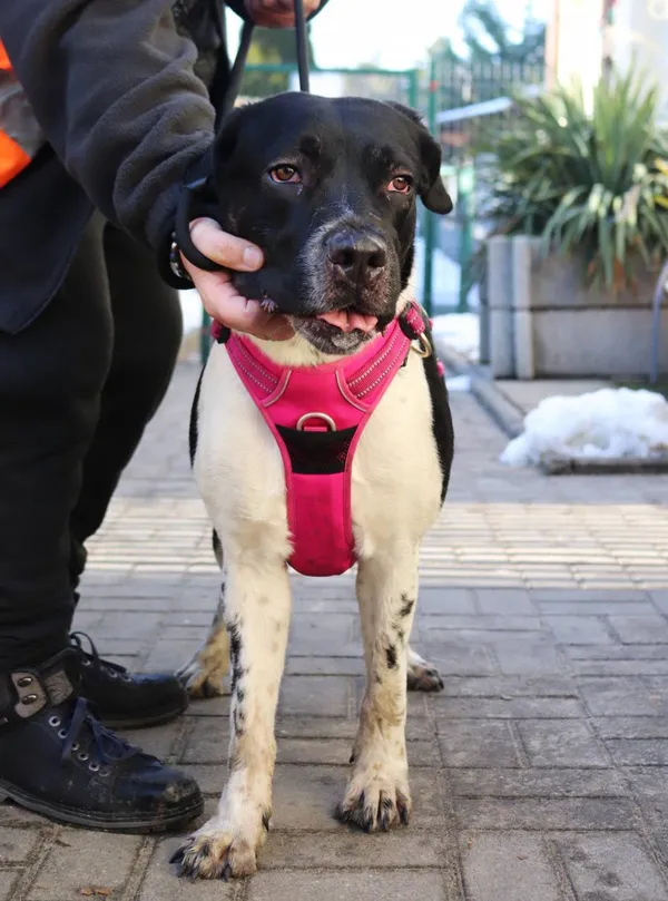 Znaleziono psa, Łódź, 20 stycznia 2025 (1/5)