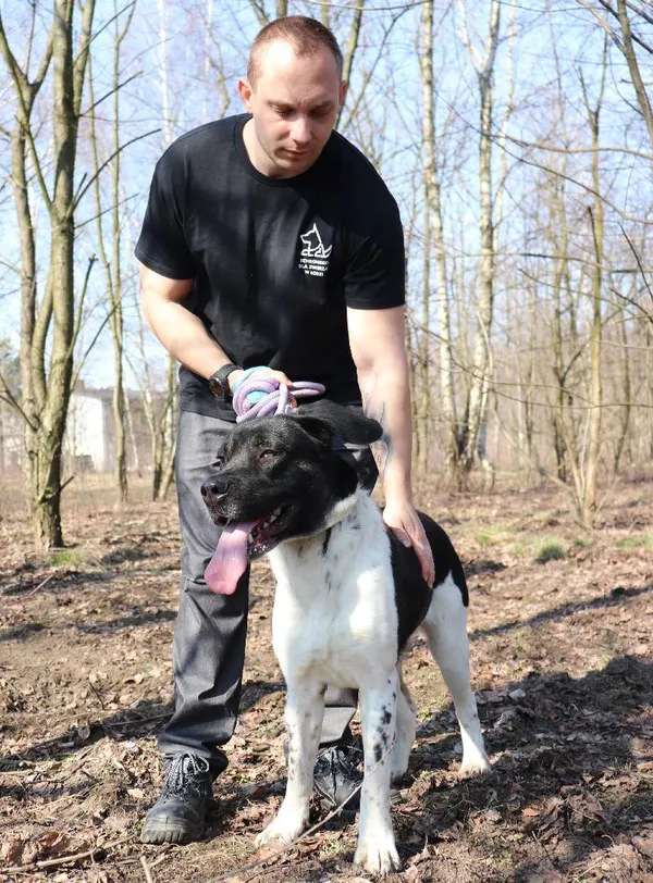 Znaleziono psa, Łódź, 20 stycznia 2025 (4/5)