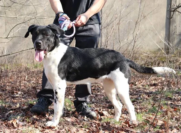 Znaleziono psa, Łódź, 20 stycznia 2025 (5/5)