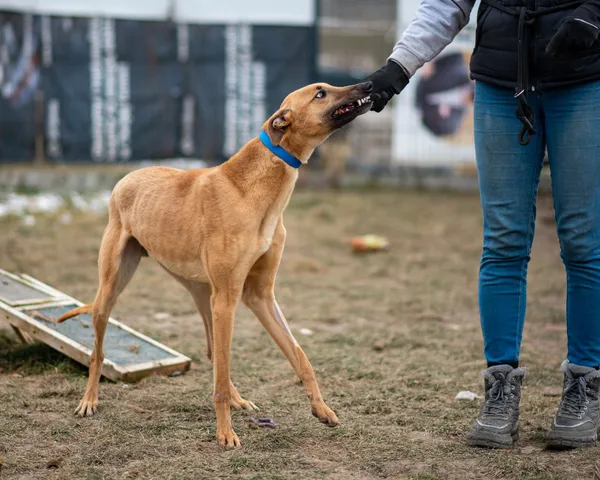 Znaleziono psa, Racławice, 18 stycznia 2025 (1/5)
