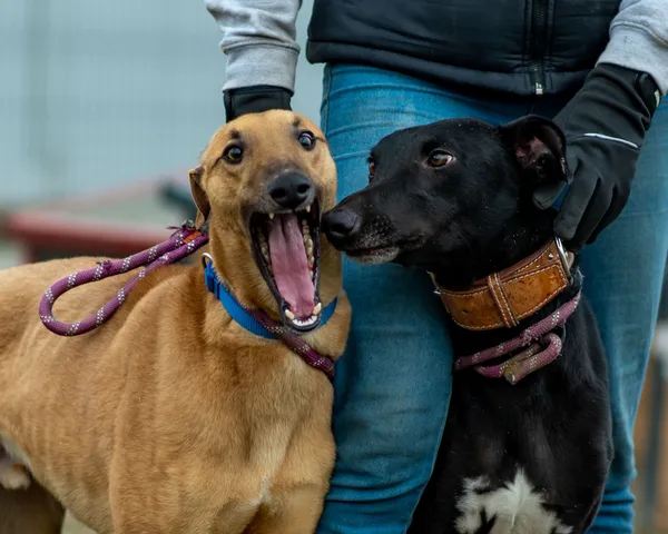 Znaleziono psa, Racławice, 18 stycznia 2025 (4/5)