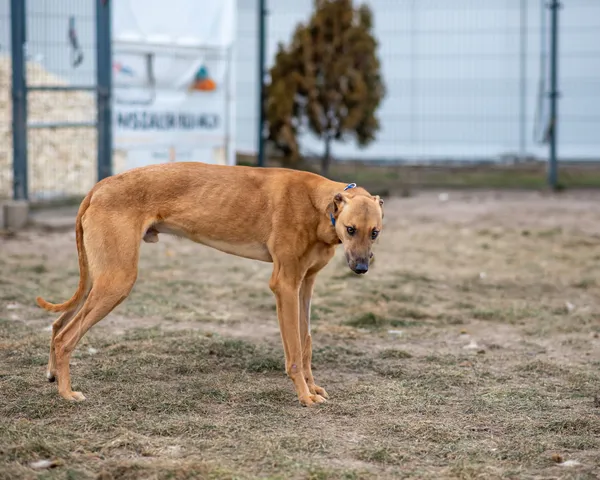 Znaleziono psa, Racławice, 18 stycznia 2025 (5/5)