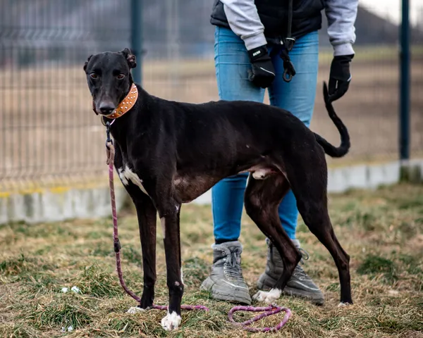 Znaleziono psa, Racławice, 18 stycznia 2025 (2/5)