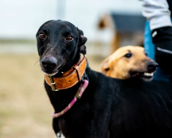 Znaleziono psa, Racławice, 18 stycznia 2025 (3/5)