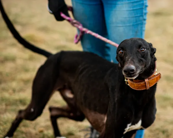 Znaleziono psa, Racławice, 18 stycznia 2025 (4/5)