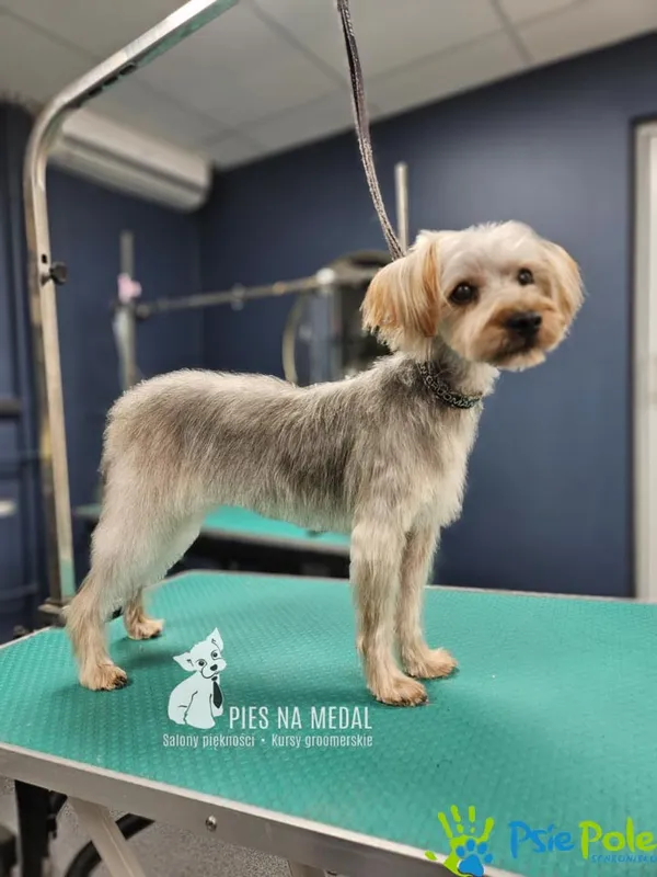 Znaleziono psa, Racławice, 17 stycznia 2025 (5/5)