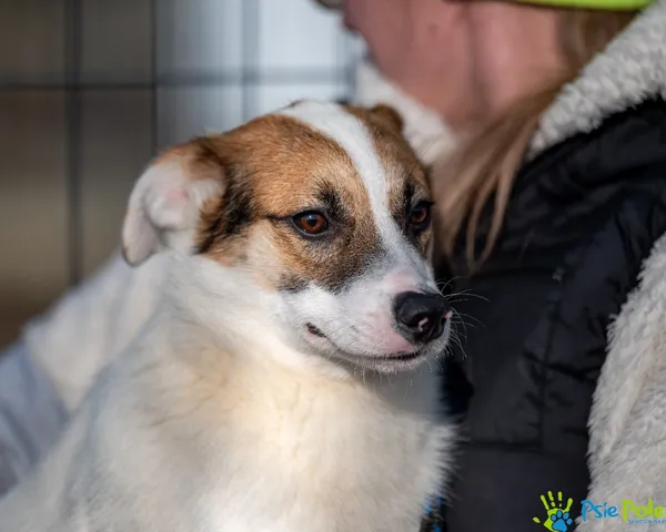 Znaleziono psa, Racławice, 17 stycznia 2025 (1/5)