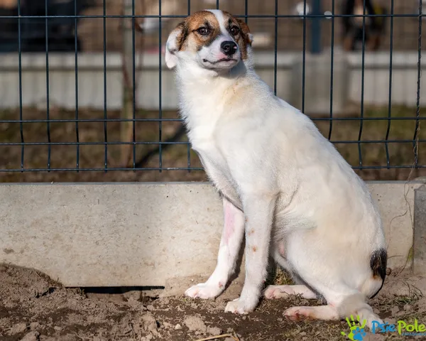 Znaleziono psa, Racławice, 17 stycznia 2025 (5/5)