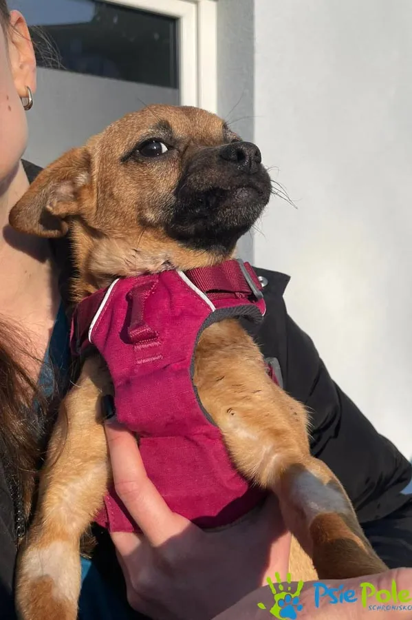 Znaleziono psa, Racławice, 16 stycznia 2025 (4/5)