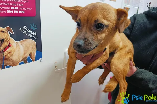 Znaleziono psa, Racławice, 16 stycznia 2025 (5/5)