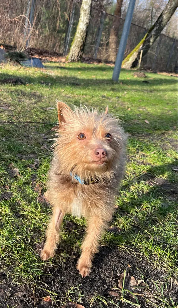 Pies do adopcji, Włocławek, 17 stycznia 2025 (1/5)