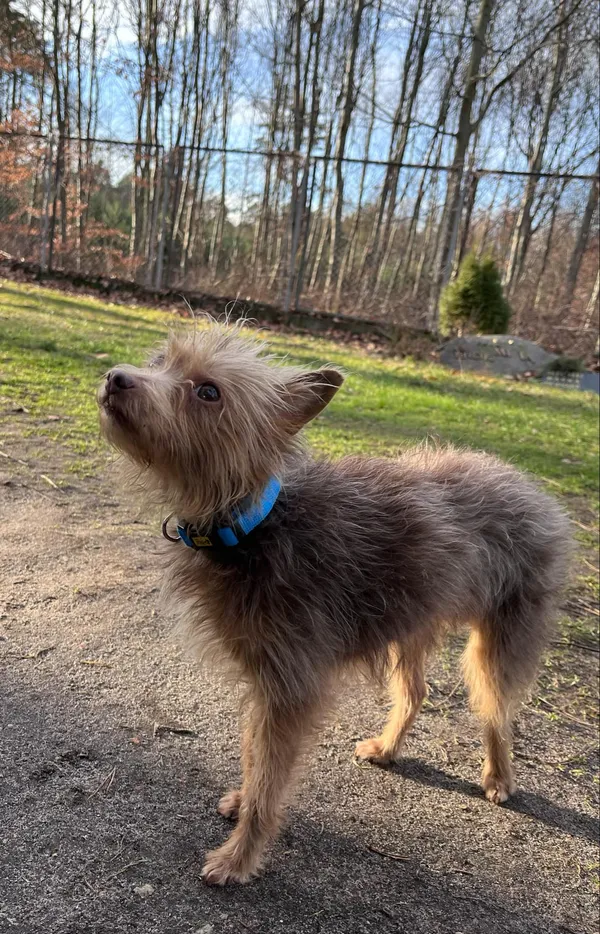 Pies do adopcji, Włocławek, 17 stycznia 2025 (3/5)