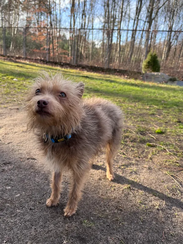 Pies do adopcji, Włocławek, 17 stycznia 2025 (4/5)