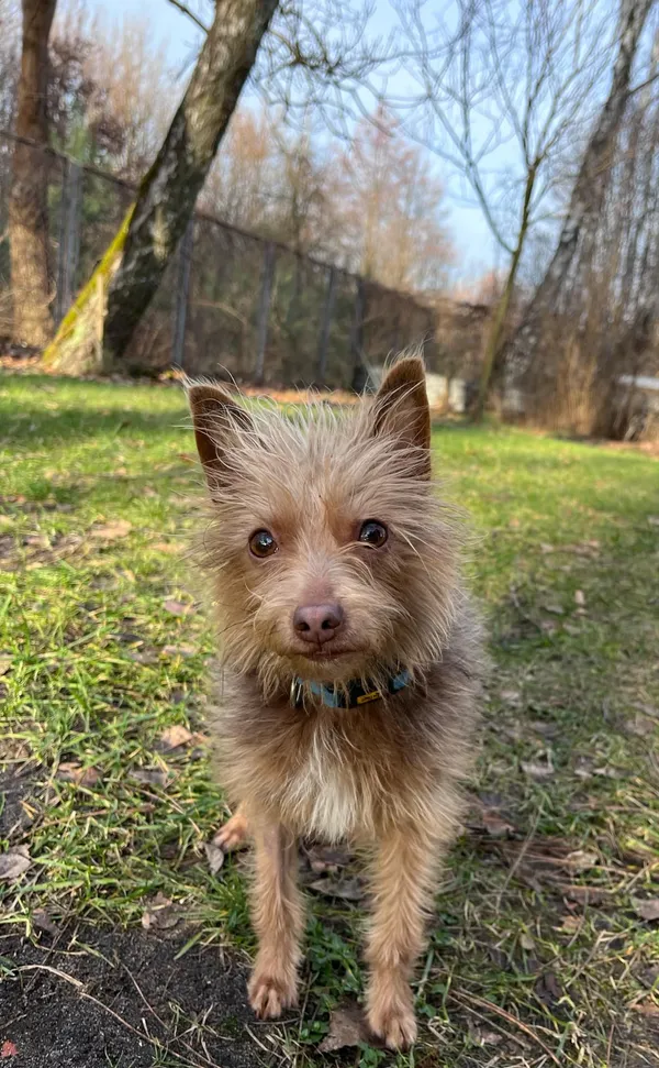 Pies do adopcji, Włocławek, 17 stycznia 2025 (5/5)