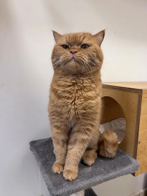 Kot do adopcji, Włocławek, 17 stycznia 2025 (1/5)