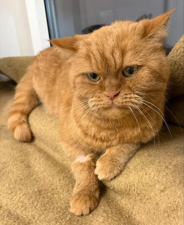 Kot do adopcji, Włocławek, 17 stycznia 2025 (2/5)