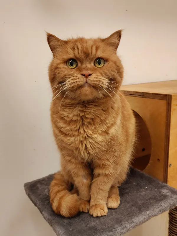 Kot do adopcji, Włocławek, 17 stycznia 2025 (3/5)