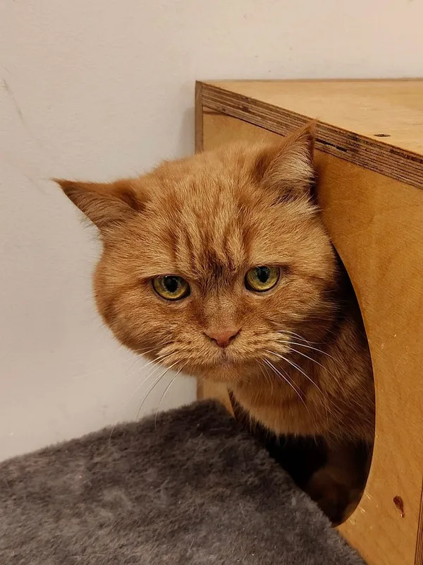 Kot do adopcji, Włocławek, 17 stycznia 2025 (4/5)