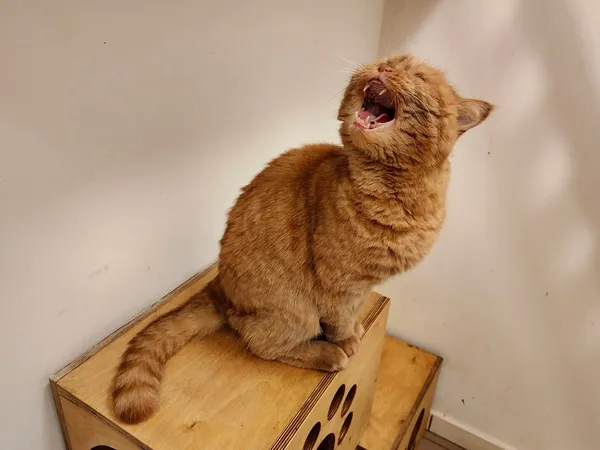 Kot do adopcji, Włocławek, 17 stycznia 2025 (5/5)