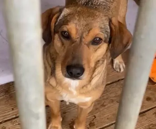 Kot do adopcji, Głowno, 10 stycznia 2025 (2/5)