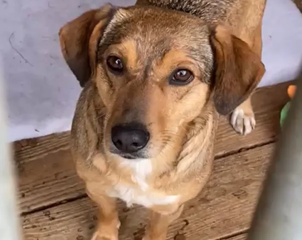 Kot do adopcji, Głowno, 10 stycznia 2025 (3/5)