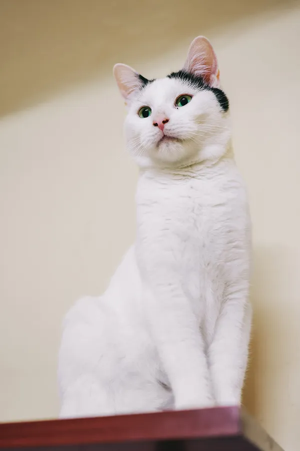 Znaleziono kota, Sosnowiec, 4 marca 2024 (1/5)