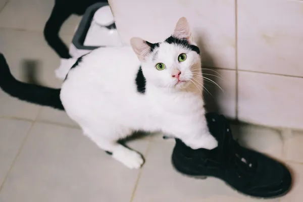 Znaleziono kota, Sosnowiec, 4 marca 2024 (2/5)