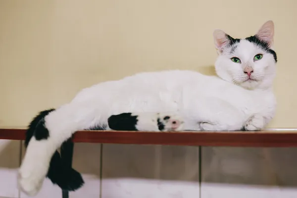 Znaleziono kota, Sosnowiec, 4 marca 2024 (4/5)