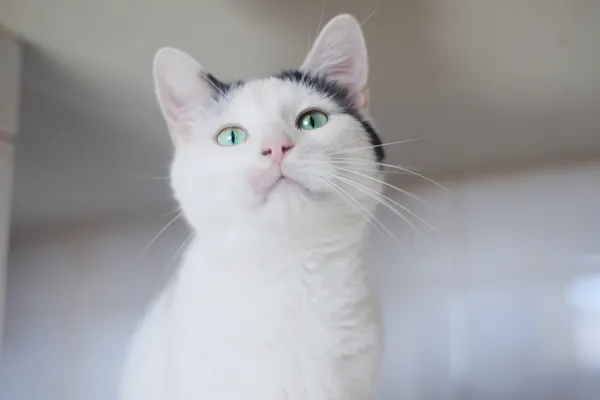 Znaleziono kota, Sosnowiec, 4 marca 2024 (5/5)